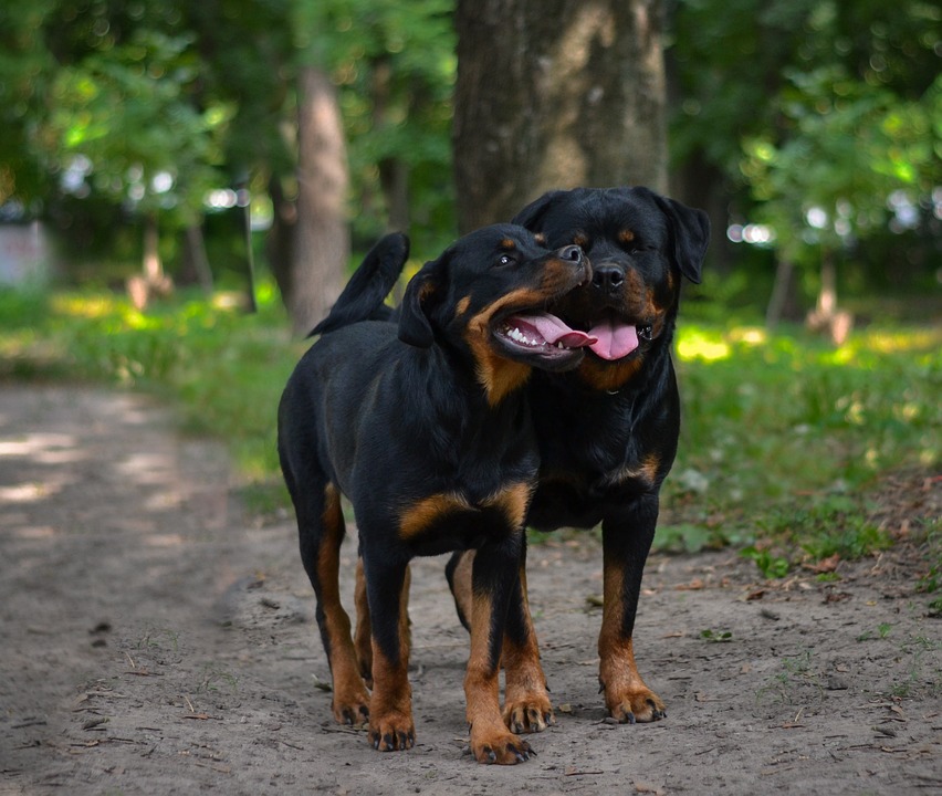 les bons gestes canins